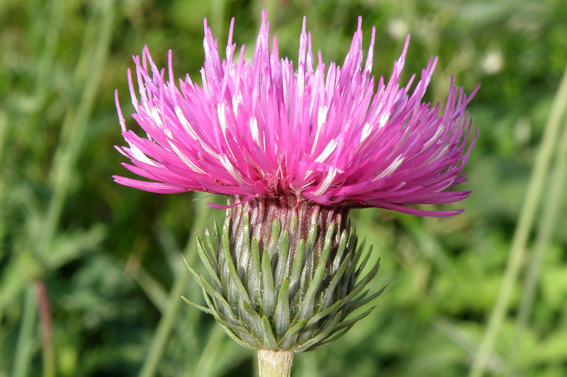 Piccolo enigma botanico ligure (Carduus defloratus L. s.l.)